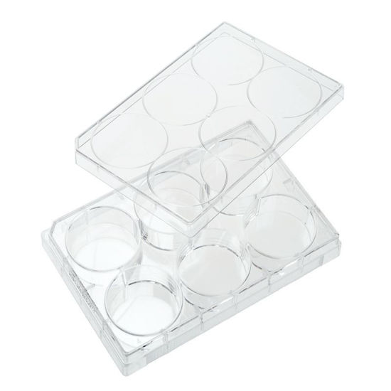 PLATES, NON-TREATED, 6 WELL, FLAT BOTTOM, STERILE, WITH LIDS